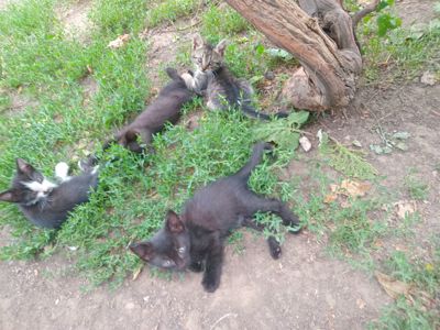 Малыши есть от вислоухой кошки так же и от чорной