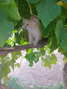 Малыши есть от вислоухой кошки так же и от чорной