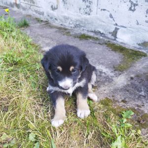 Метис