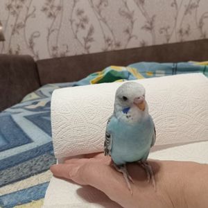 Хвилясті папуги