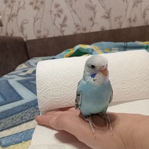 Хвилясті папуги