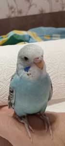 Хвилясті папуги