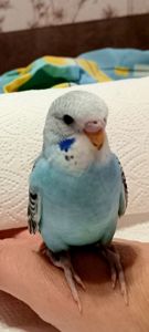 Хвилясті папуги