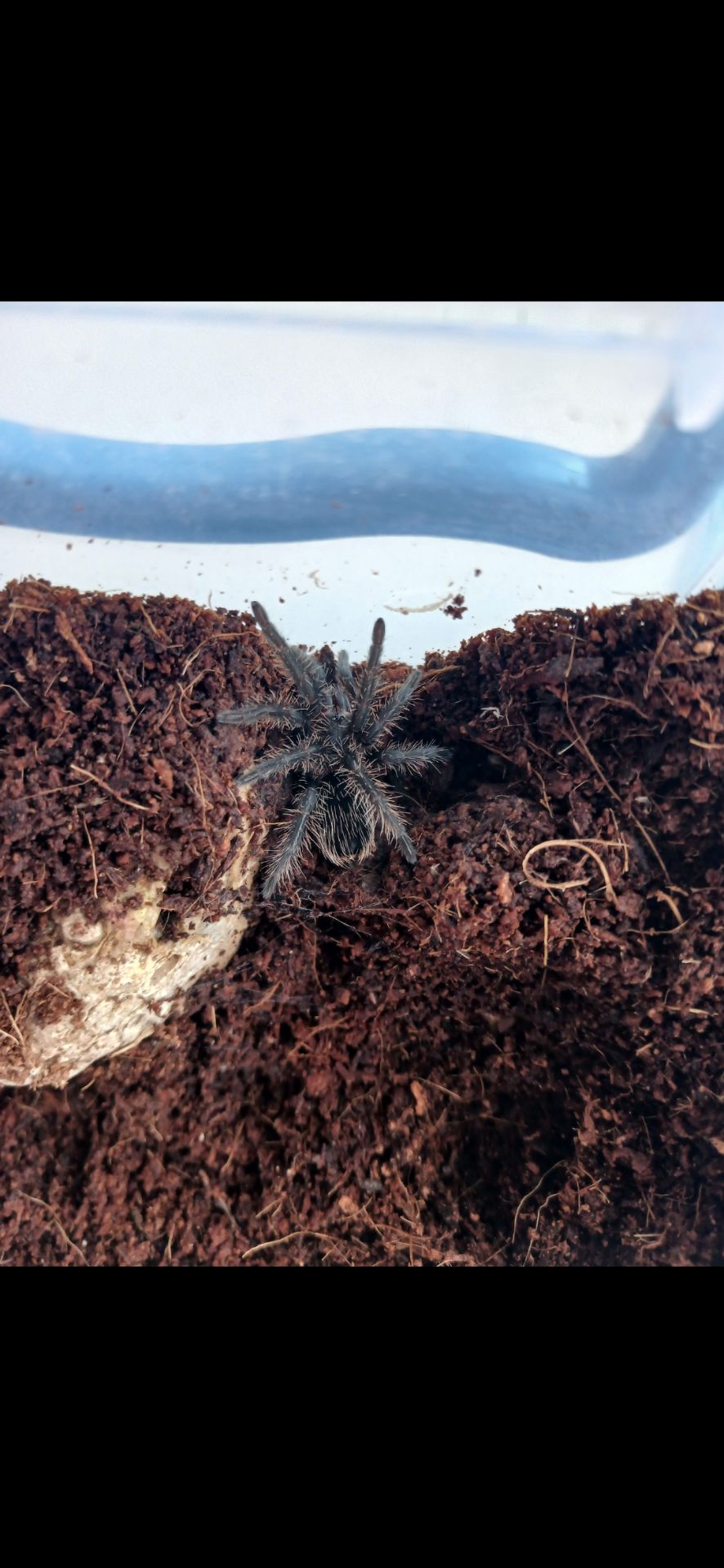 Brachypelma albopilosum 5L