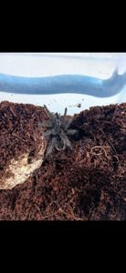 Brachypelma albopilosum 5L