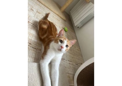 Хто хоче собі пухнасте щастя в дім? 🧡 Без перебільшення, це кошеня - неймовірне сонячне щастячко 🥰
