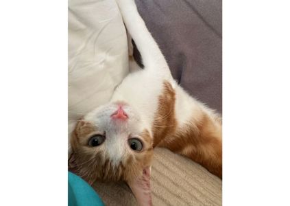 Хто хоче собі пухнасте щастя в дім? 🧡 Без перебільшення, це кошеня - неймовірне сонячне щастячко 🥰
