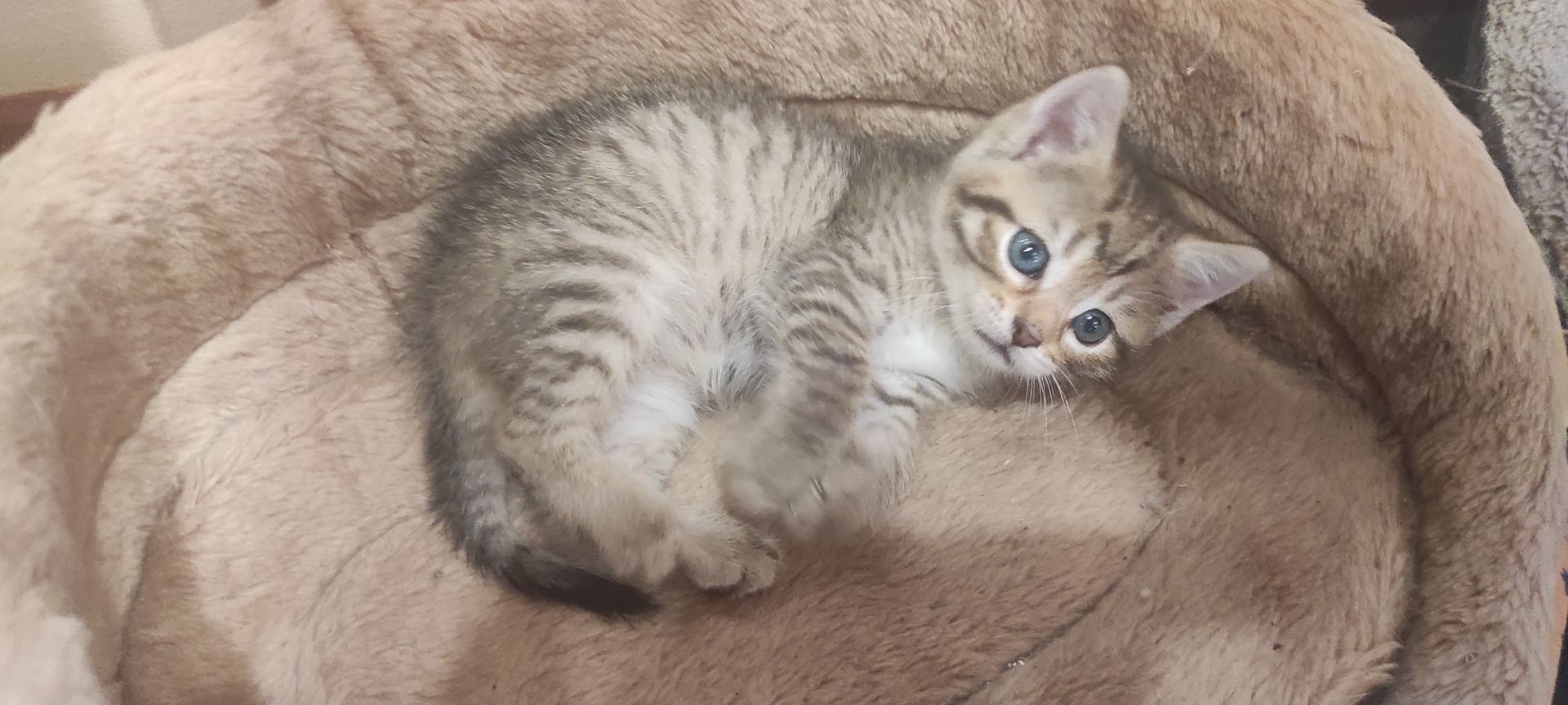 Кошенята окрасу тойгер