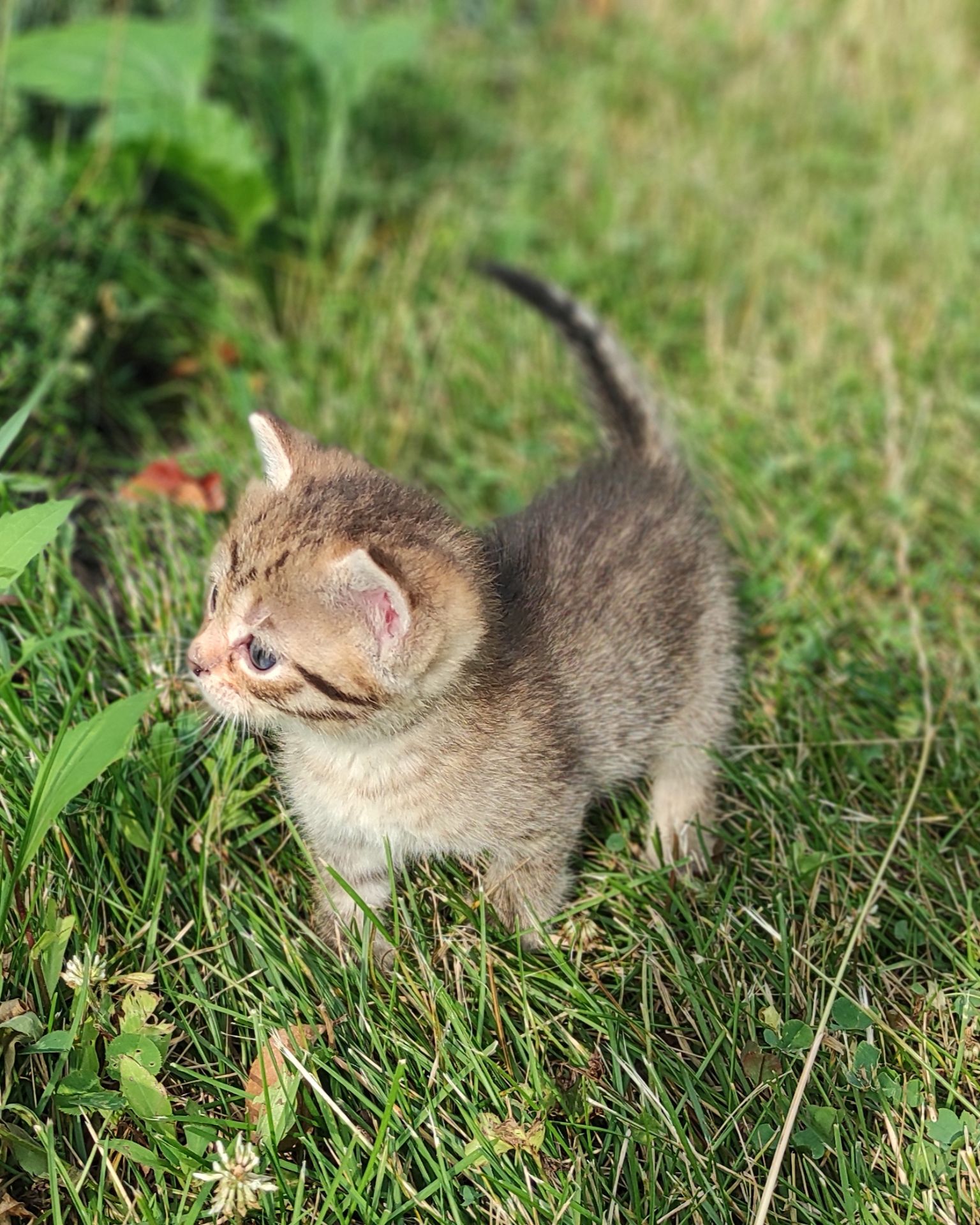Кошенята окрасу тойгер