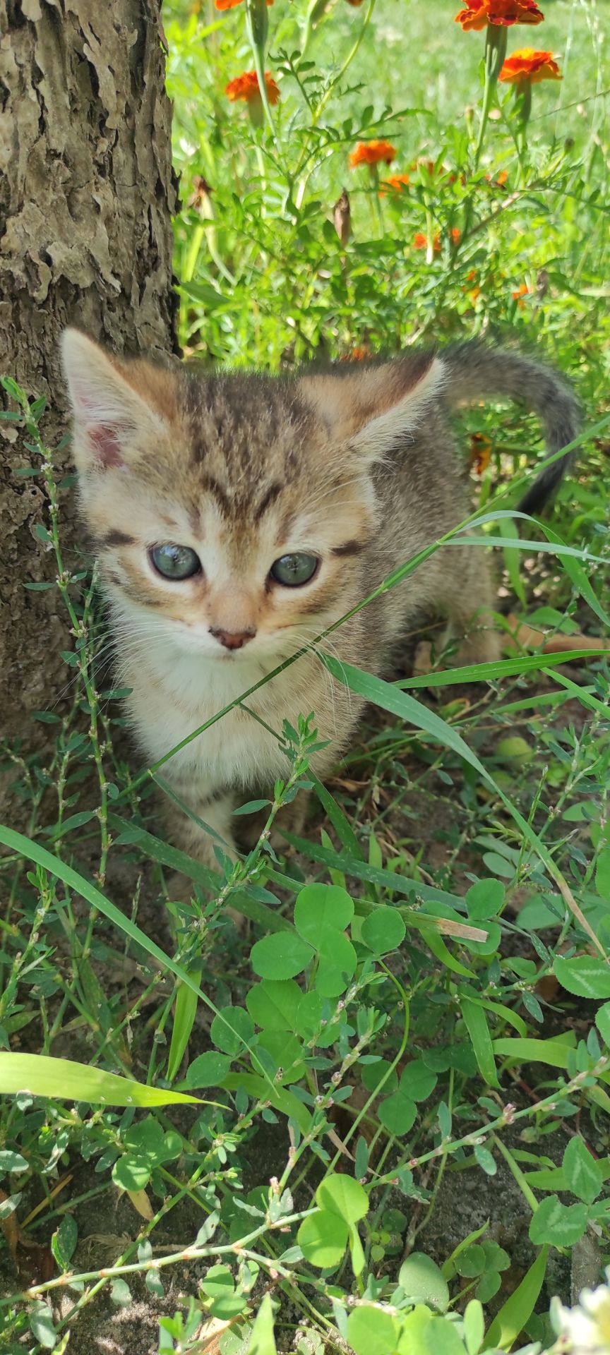 Кошенята окрасу тойгер