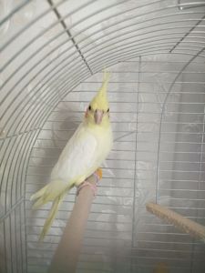 Продам кореллу!