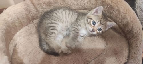 Кошенята окрасу тойгер