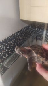 Красноухие черепахи
