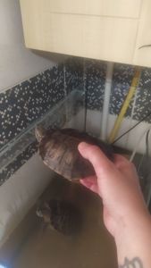Красноухие черепахи