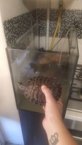 Красноухие черепахи