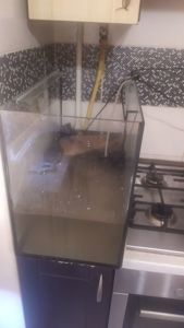 Красноухие черепахи