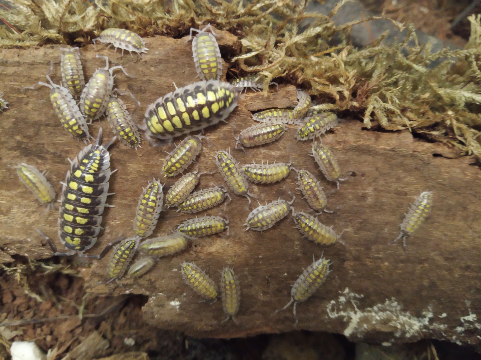Мокриці Porcellio haasi "high yellow"