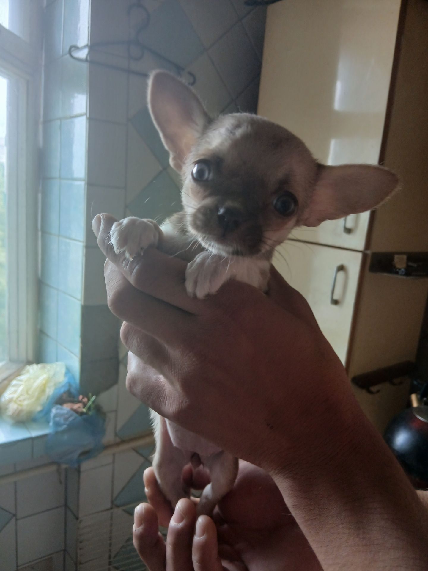 Щенки чихуахуа