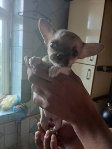 Щенки чихуахуа