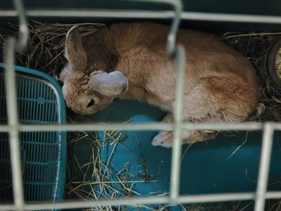 Кролик Боня 🐇
