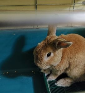 Кролик Боня 🐇