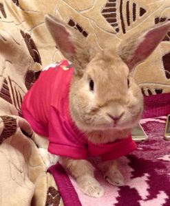 Кролик Боня 🐇