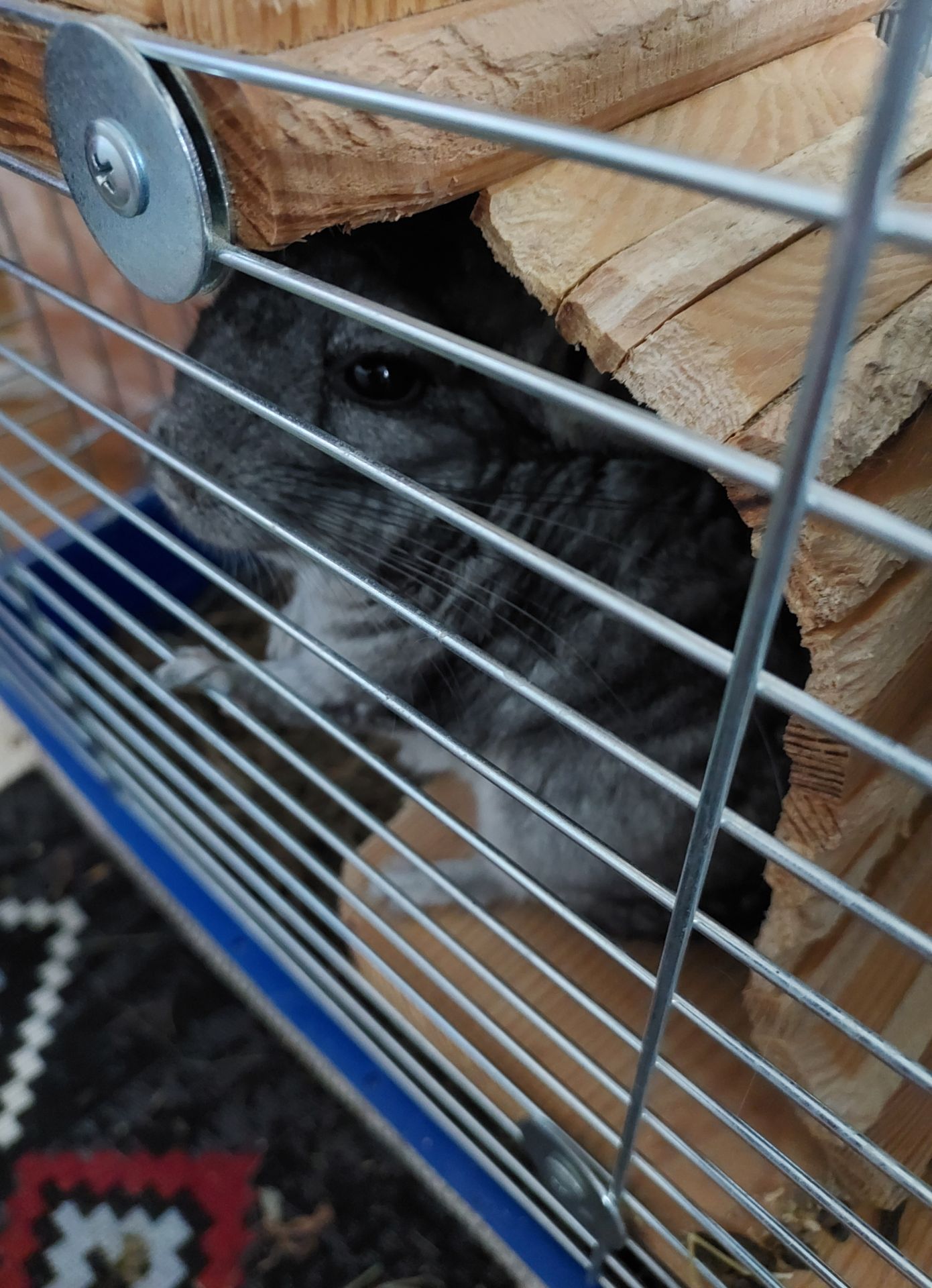Шиншила, хлопчик, 1 рік і 6 місяців