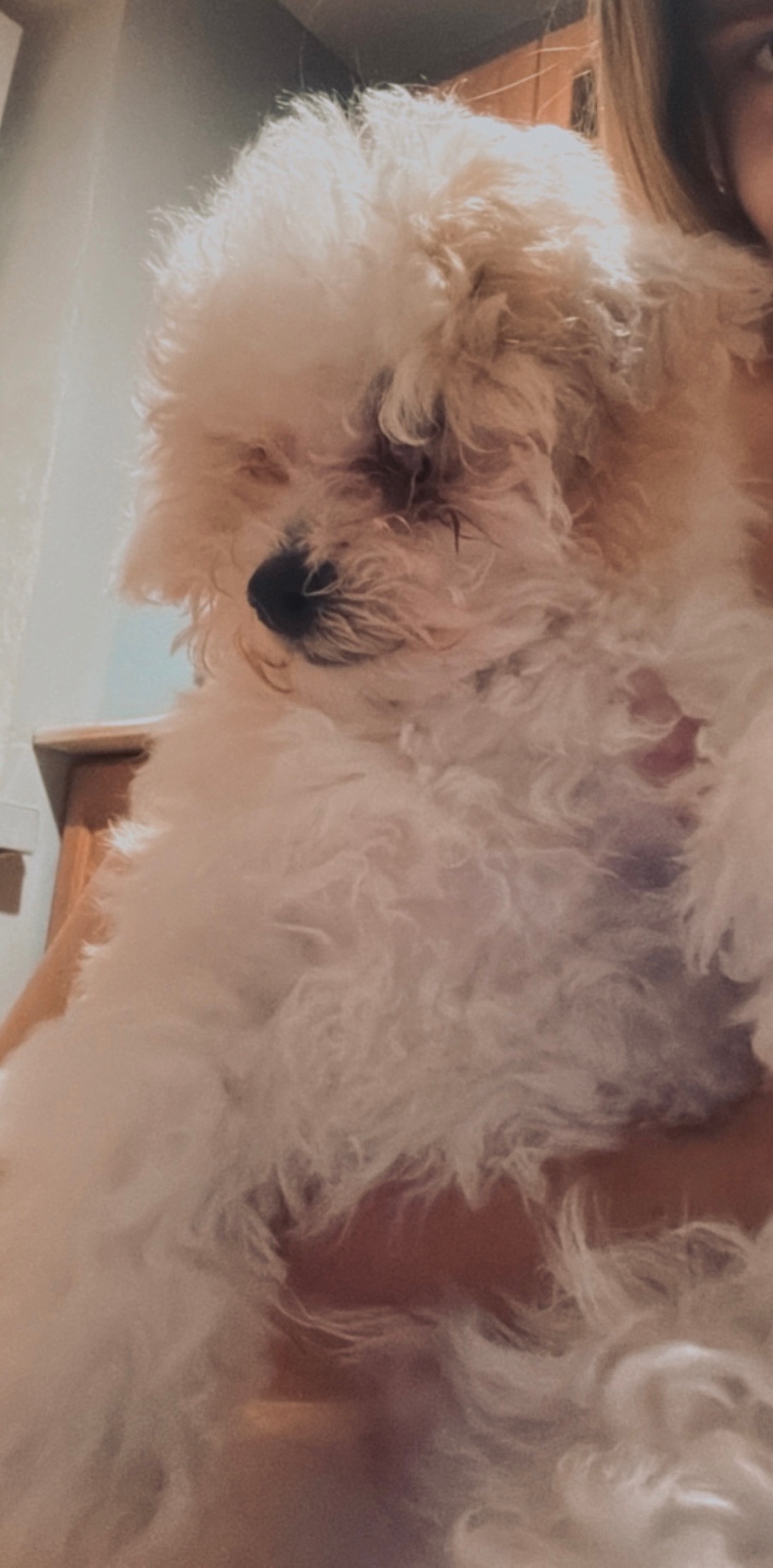 Мальтіпу хлопчик 3 місяці