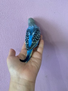 Хвилясті малюки