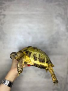 Сухопутна черепаха середньоазіатся та балканська