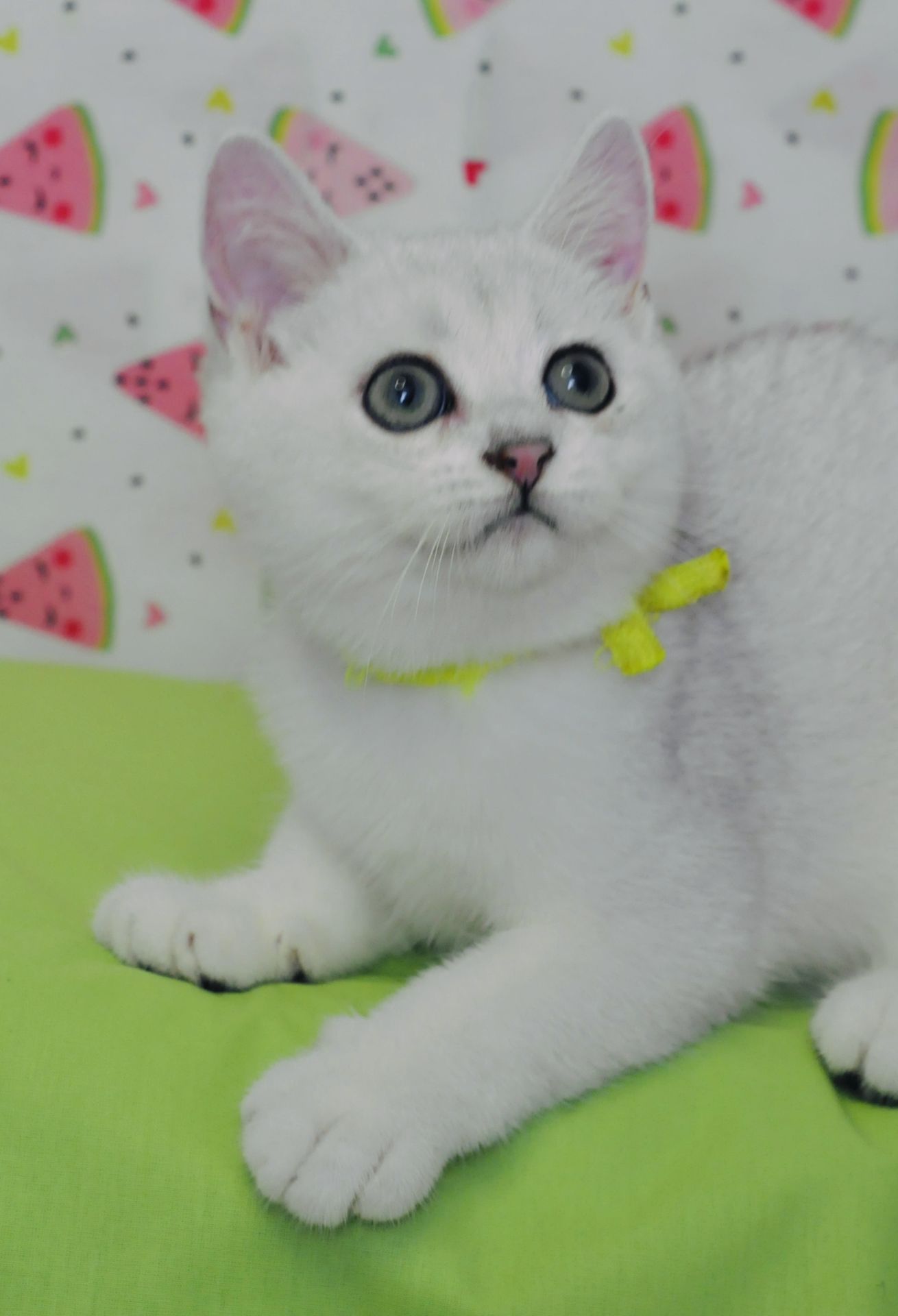 Британський короткошерстний хлопчик
