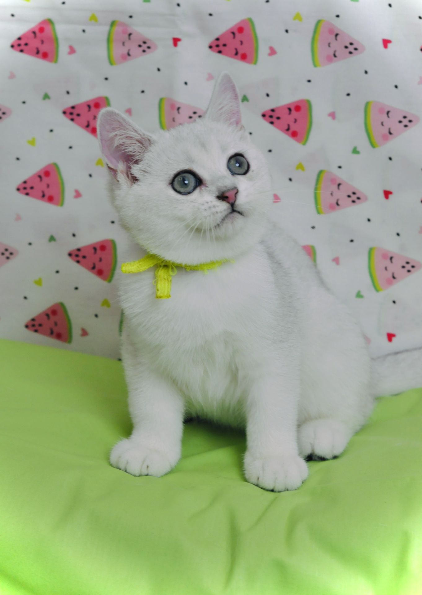 Британський короткошерстний хлопчик