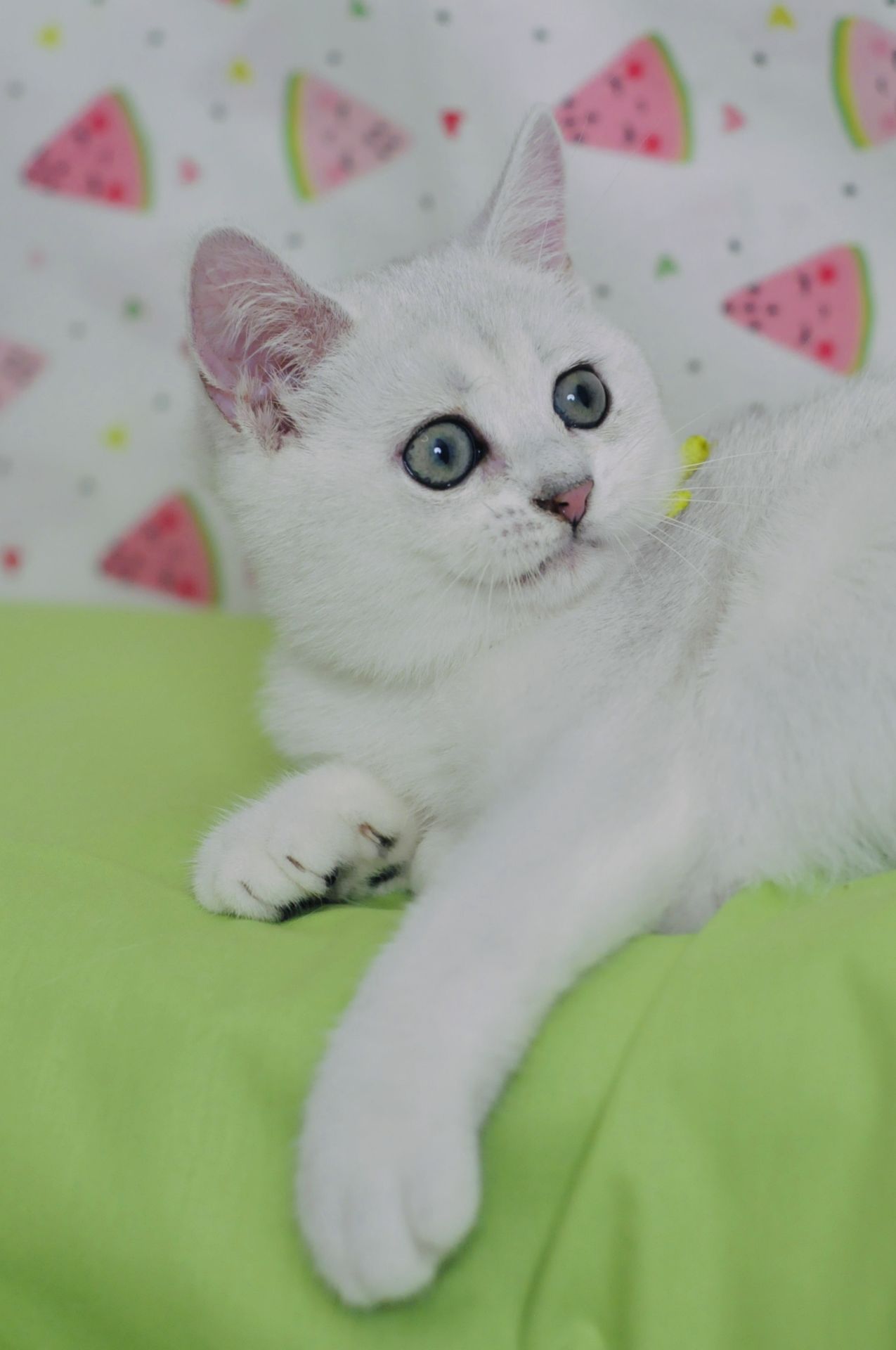 Британський короткошерстний хлопчик
