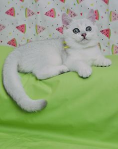Британський короткошерстний хлопчик