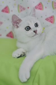 Британський короткошерстний хлопчик