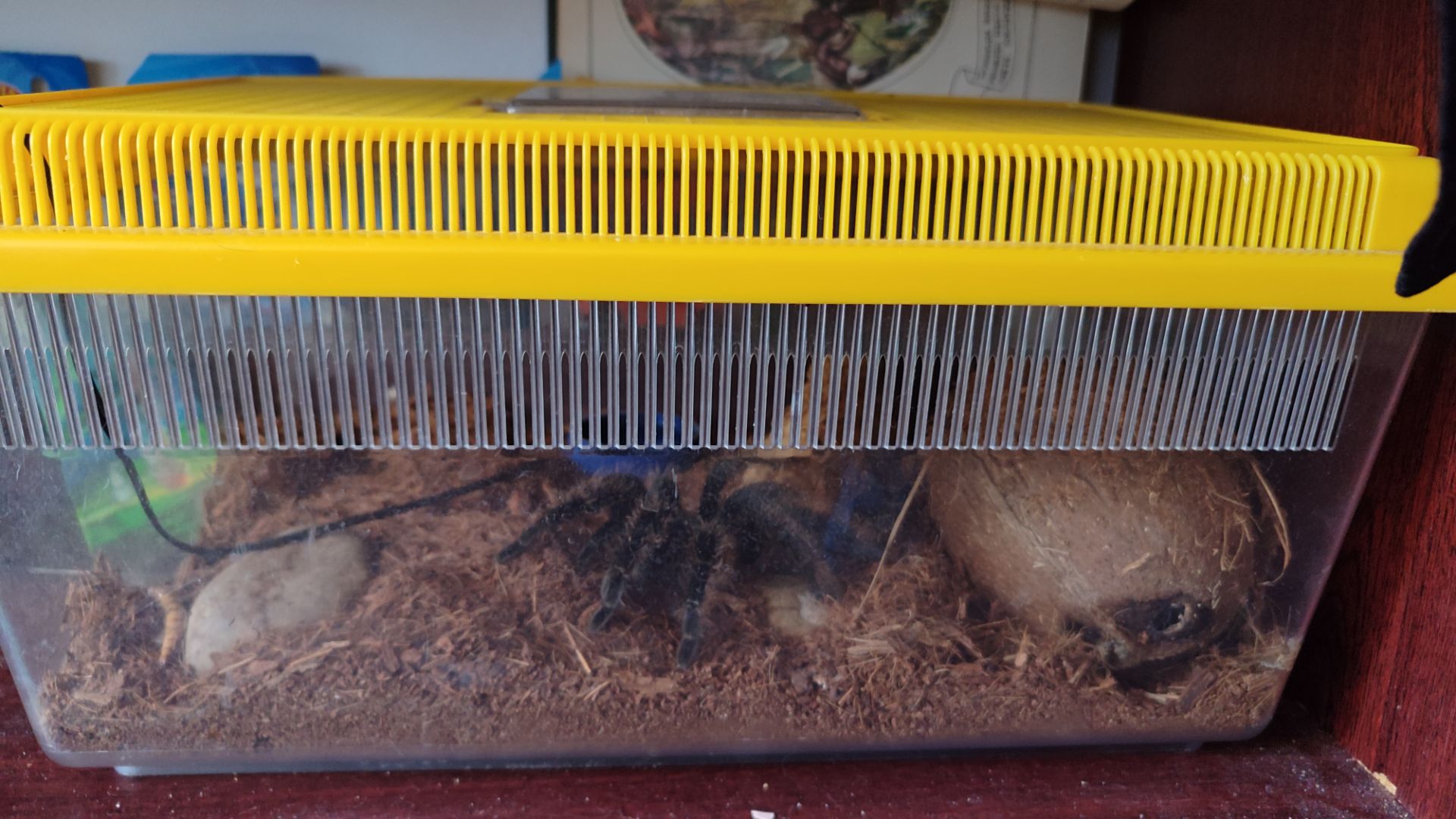 Bronhepelma Albipilosum