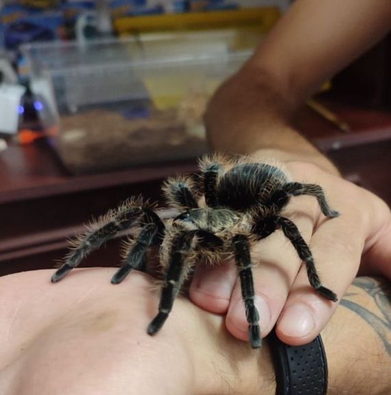 Bronhepelma Albipilosum