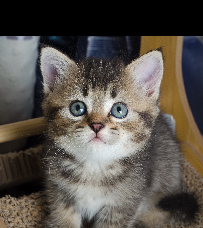 Шотландские котята черно золотая шиншилла