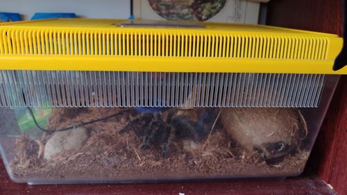 Bronhepelma Albipilosum