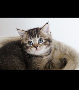 Шотландские котята черно золотая шиншилла