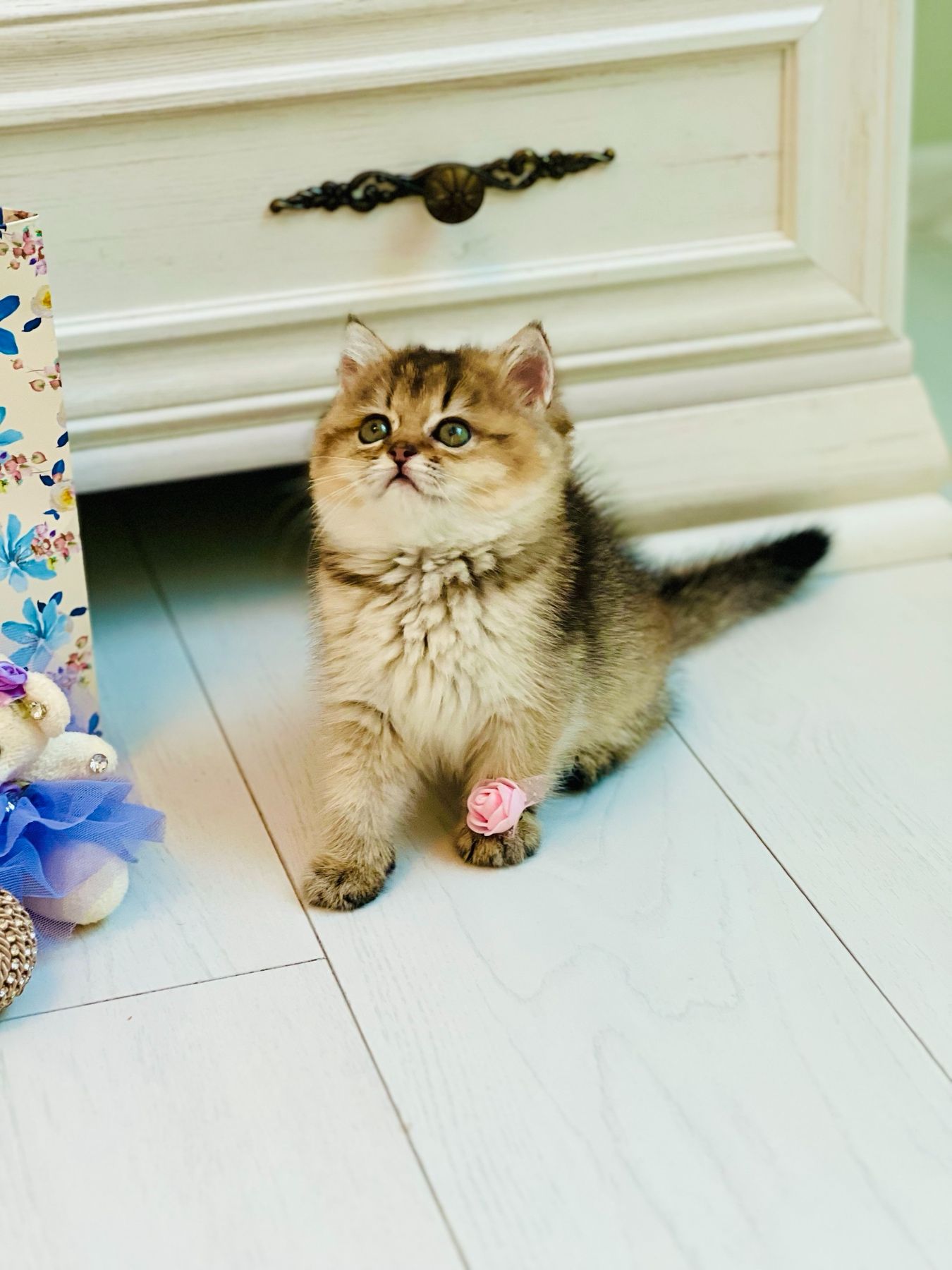 Британська золота шиншилла