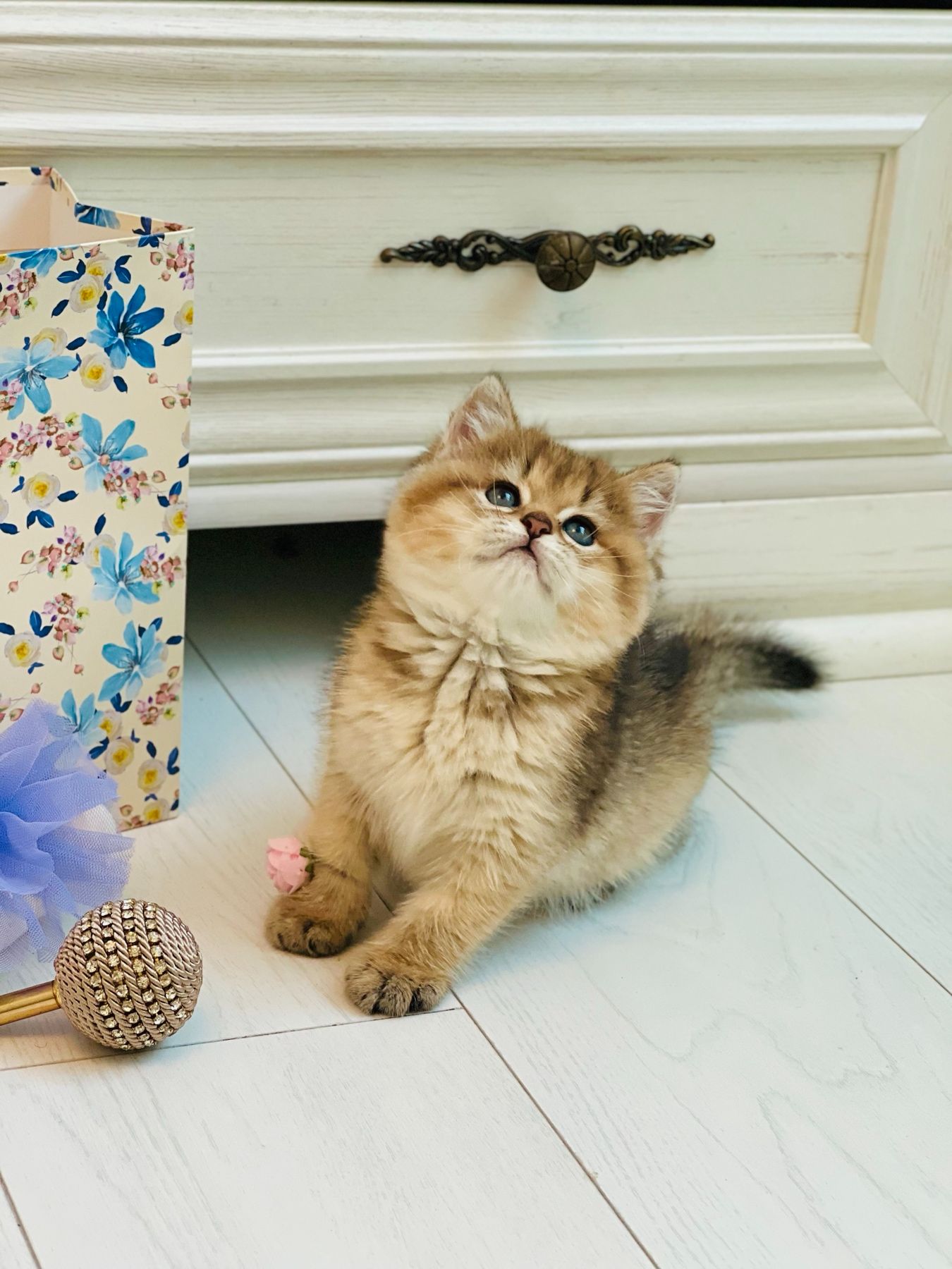 Британська золота шиншилла
