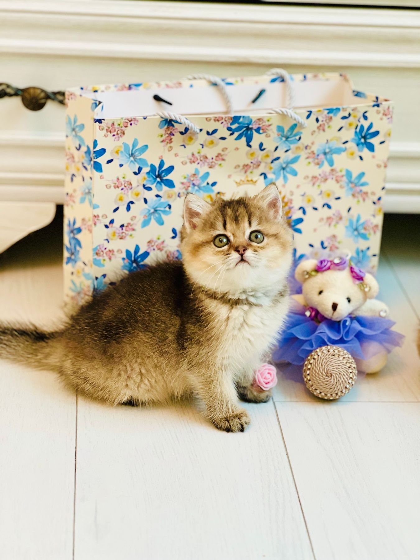 Британська золота шиншилла