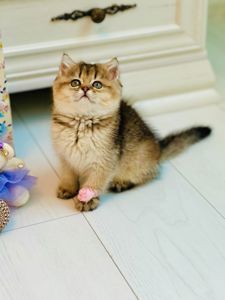 Британська золота шиншилла