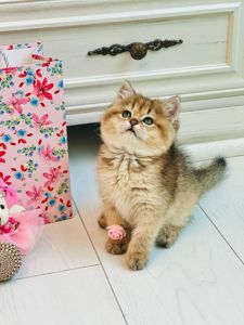 Британська золота шиншилла