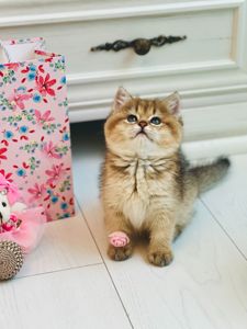 Британська золота шиншилла
