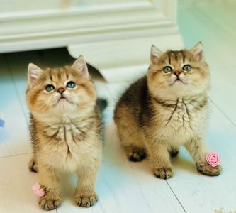 Британська золота шиншилла