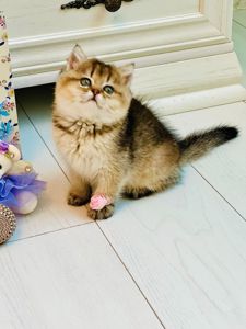 Британська золота шиншилла