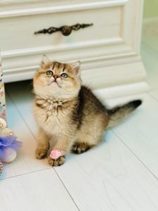Британська золота шиншилла
