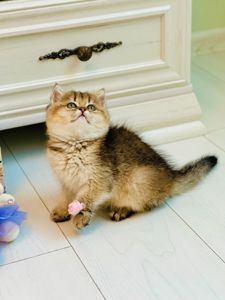 Британська золота шиншилла